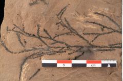 Foto (Detailansicht) von Sphaeria mediterranea Ettingshausen (NHMW-GEO-2024-0188-0027)